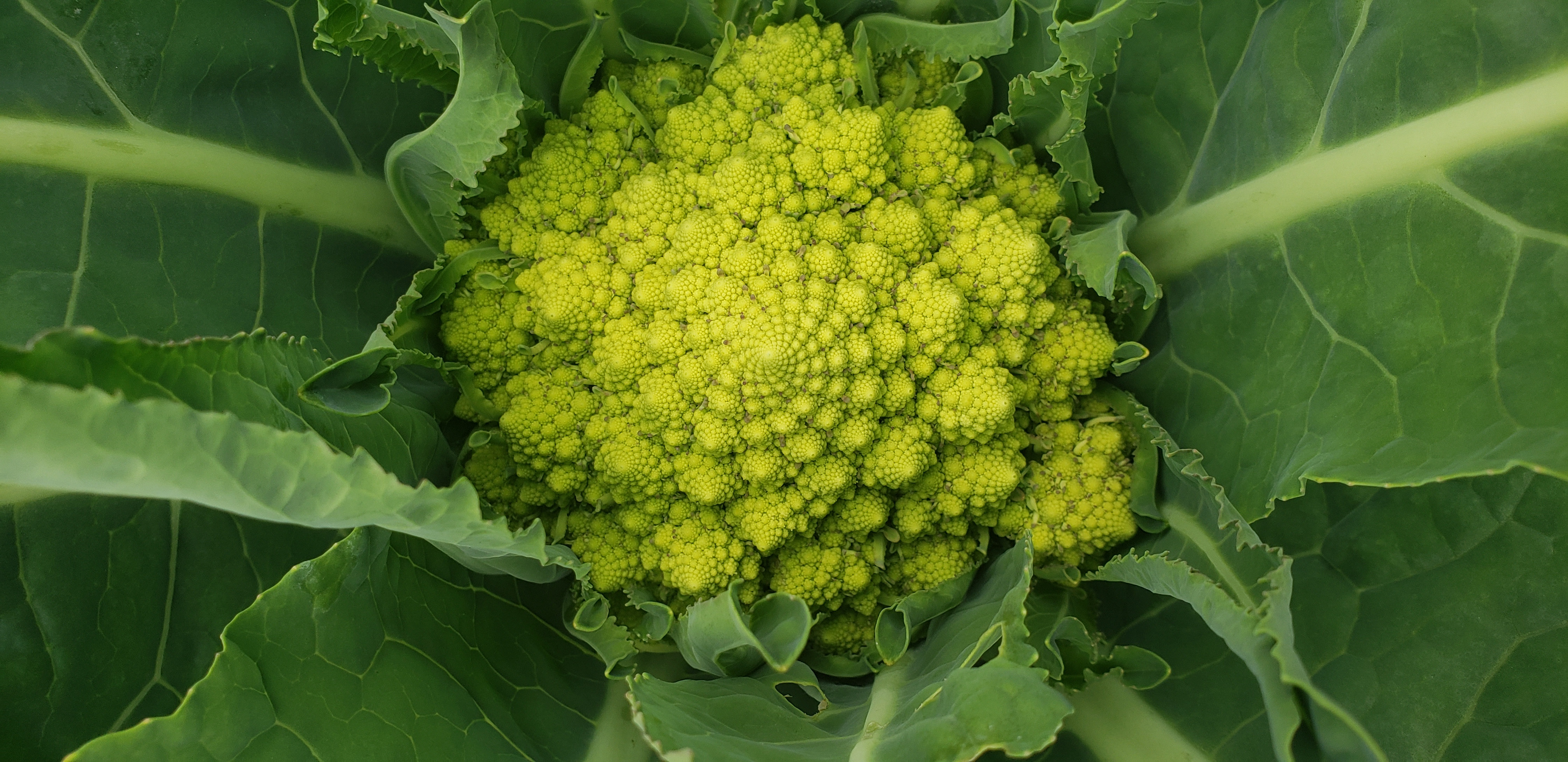 Fractal